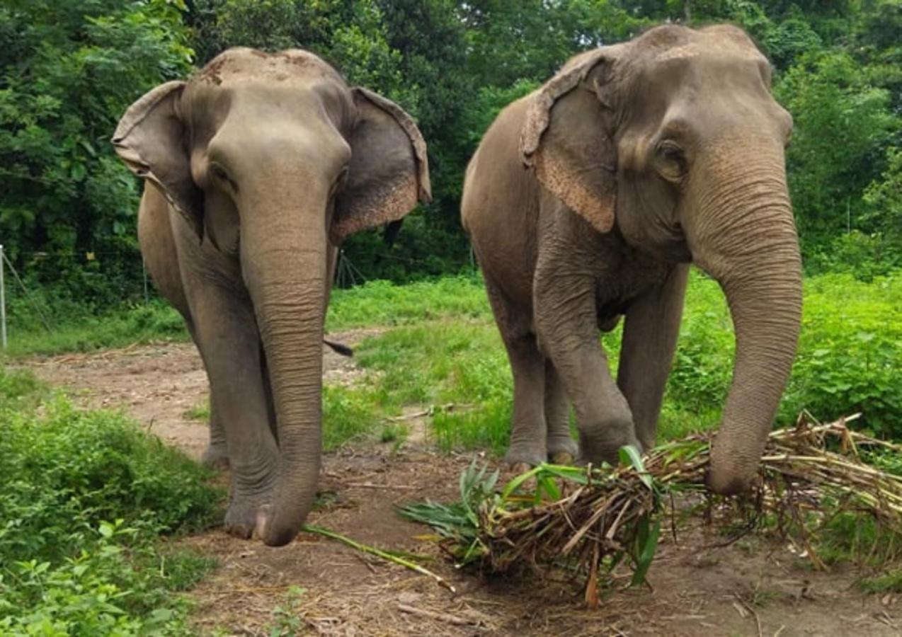 Tiger Tops Tharu Lodge Chitwan Luaran gambar