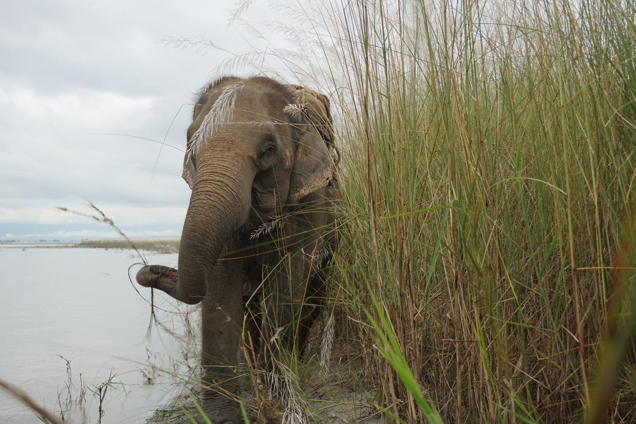 Tiger Tops Tharu Lodge Chitwan Luaran gambar