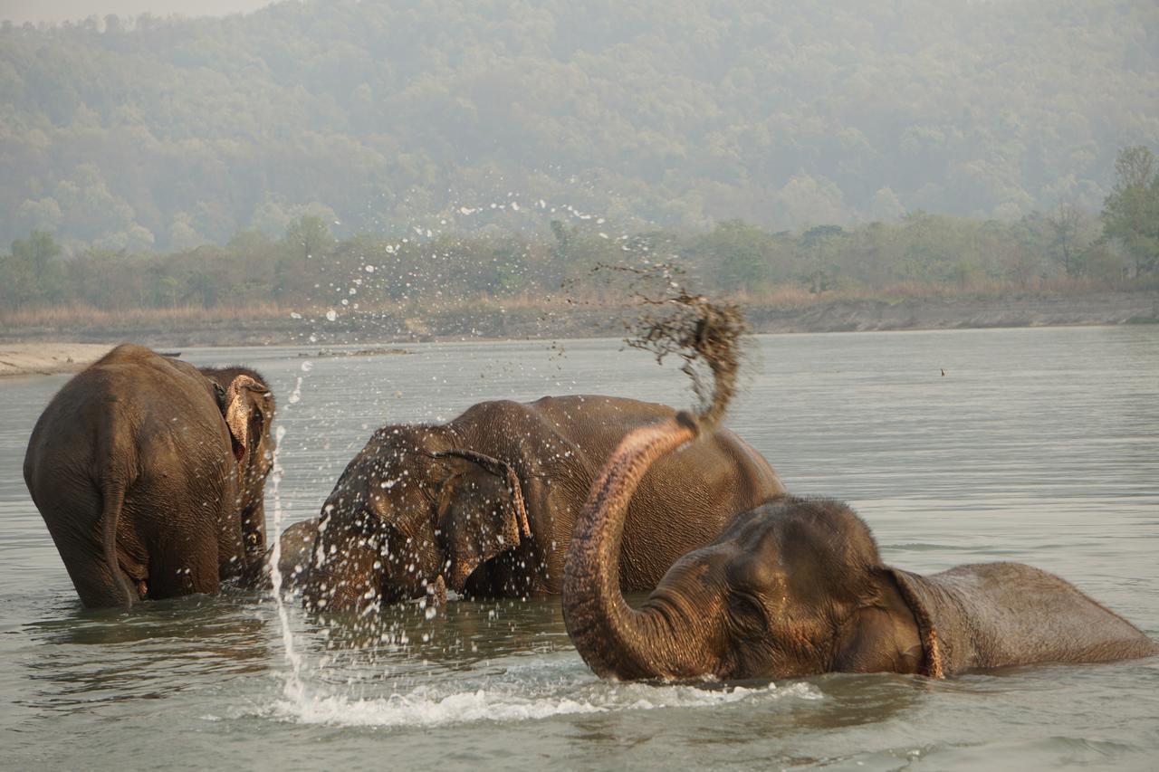 Tiger Tops Tharu Lodge Chitwan Luaran gambar