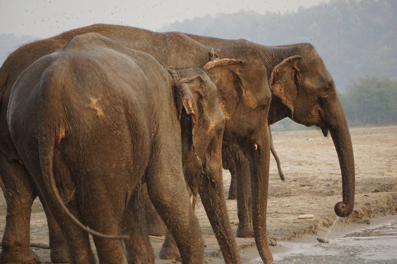 Tiger Tops Tharu Lodge Chitwan Luaran gambar