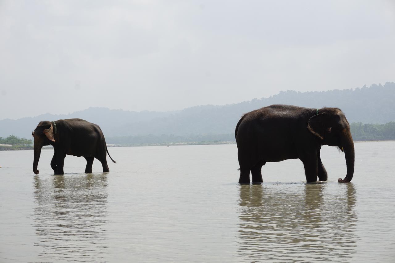 Tiger Tops Tharu Lodge Chitwan Luaran gambar