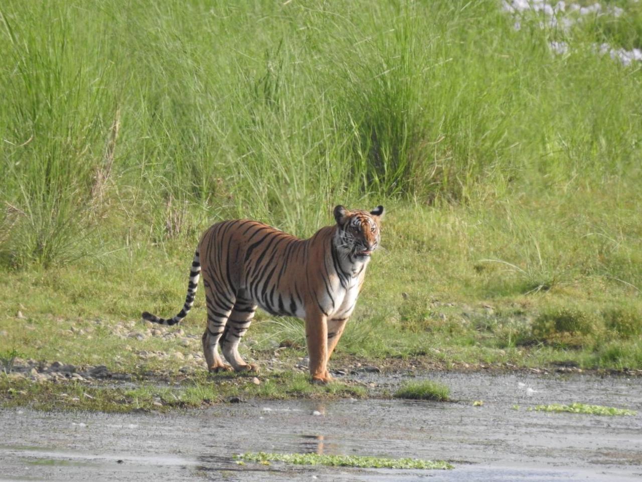 Tiger Tops Tharu Lodge Chitwan Luaran gambar