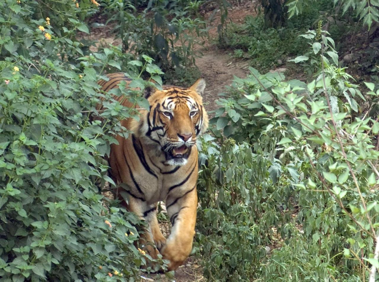 Tiger Tops Tharu Lodge Chitwan Luaran gambar
